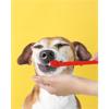 Escova De Dente Para Cães E Gatos - Western Pet