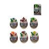 Kit pintura dinossauro 4pc
