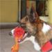 Brinquedo de Corda para Cães Corda com Mordedor Mimo - PP118
