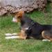 Peitoral Triple Step Preto e Cinza Tam. PP Mimo - PP265